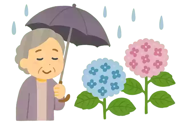 紫陽花の花の色は何で決まるでしょうか