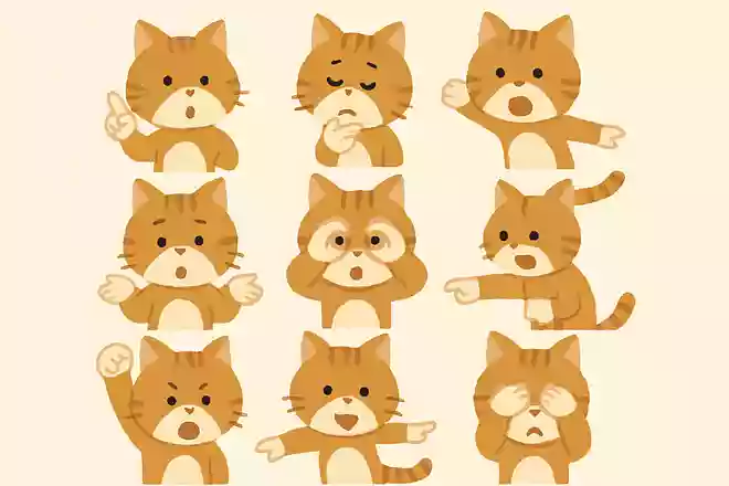 猫