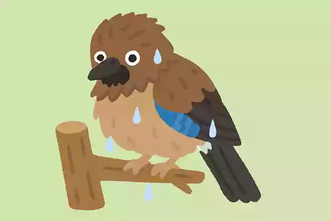 ヌレバカケス