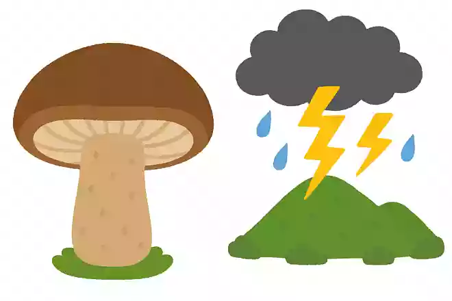 秋の味覚の中で雷が落ちると豊作になると言われているものはなんでしょう?
