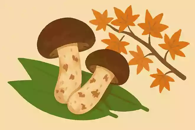 日本の秋を代表する高級食材「松茸」の雑学