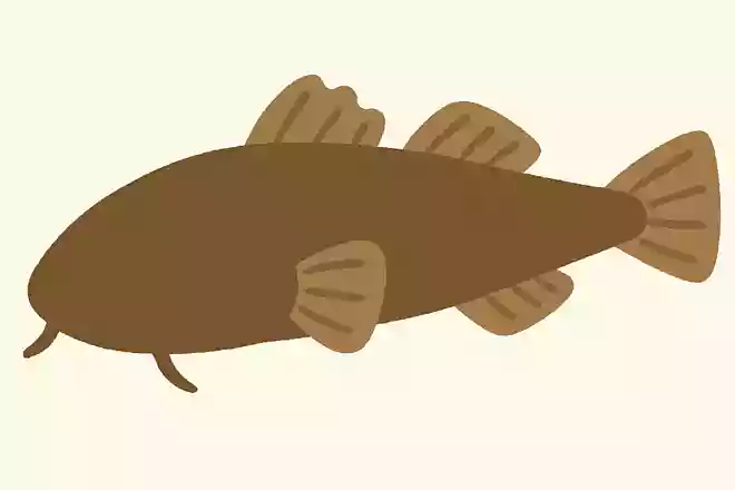 コチ(鯒)