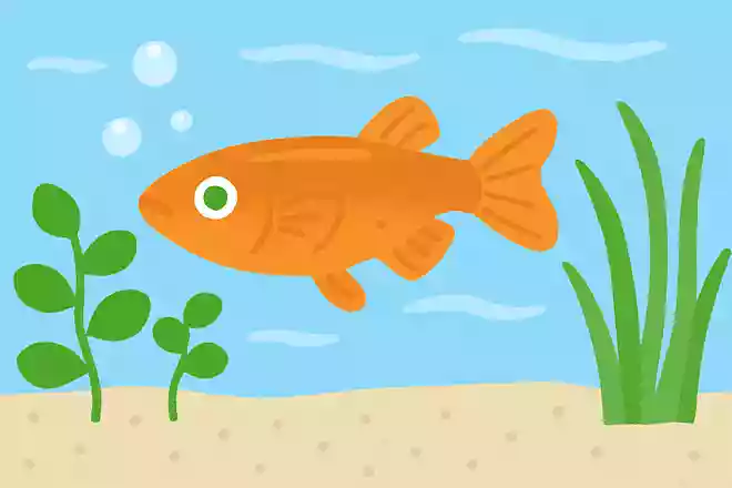 メダカの名前の由来は?