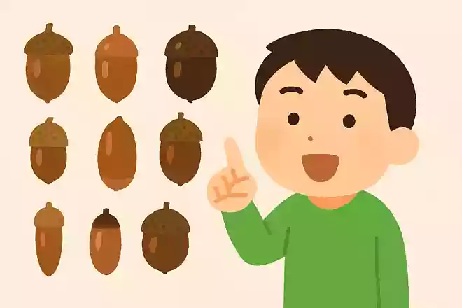 日本のどんぐりは何種類ある?