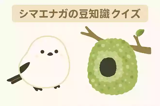 シマエナガが天敵から身を守るために巣の中に入れるものは何でしょう?