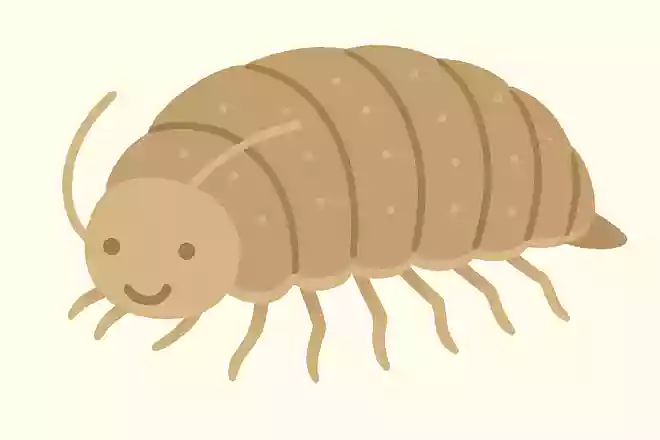 ヨコエビ(横海老)
