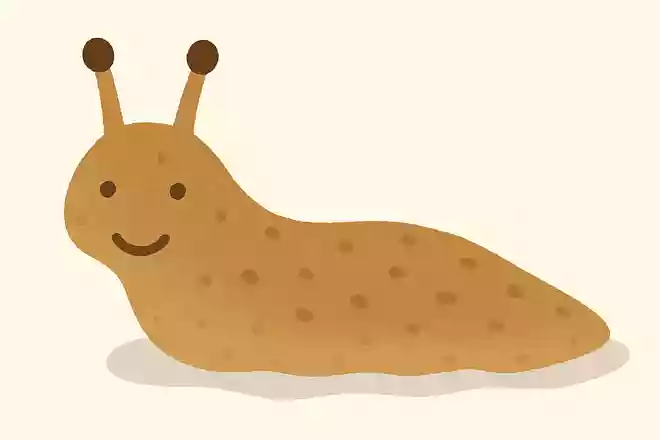 ナメクジ(蛞蝓)