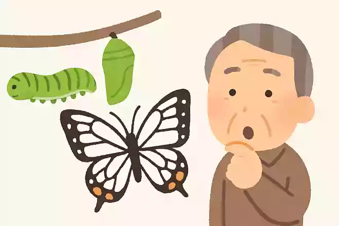 アオムシからサナギ、チョウになることを何というでしょうか?NEW!