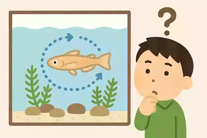 メダカが水槽でくるくるとまわる理由は?