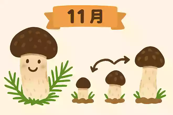 11月に旬を迎える松茸は、生育段階で呼び名が違う