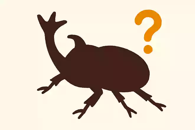 「カブトムシ」のツノは何本以上でしょうか?