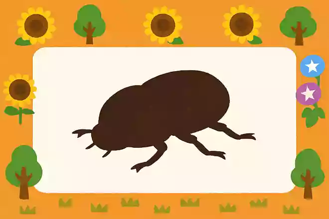 カブトムシのメスには角は何本あるでしょう?