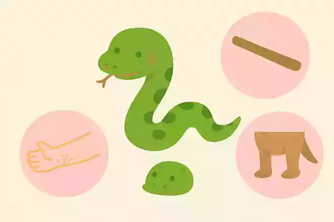 ヘビの体の特徴として正しいものはどれでしょうか?