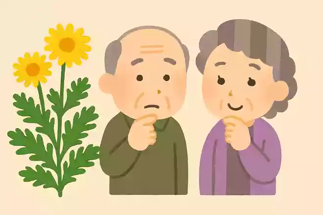 11が旬の「春菊」ですが、なぜ名前に「春」が入っているのでしょうか？
