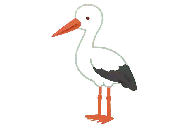 コウノトリ