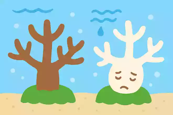 サンゴが夏バテすると、どんな変化があるでしょうか?