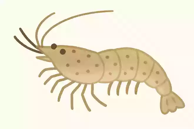 ヌマエビ