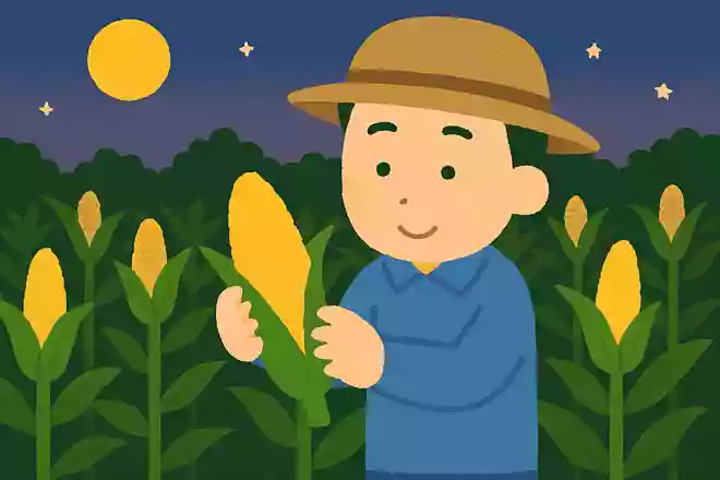 とうもろこしが甘くなる収穫の時間帯は?