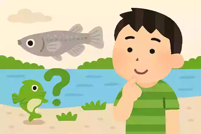 野生のメダカの平均寿命は?