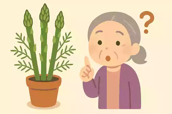 アスパラは元々観賞用だった