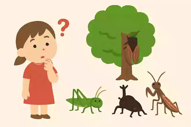 夏になると「ミーン、ミーン」と木で鳴いてる虫はどれでしょう?