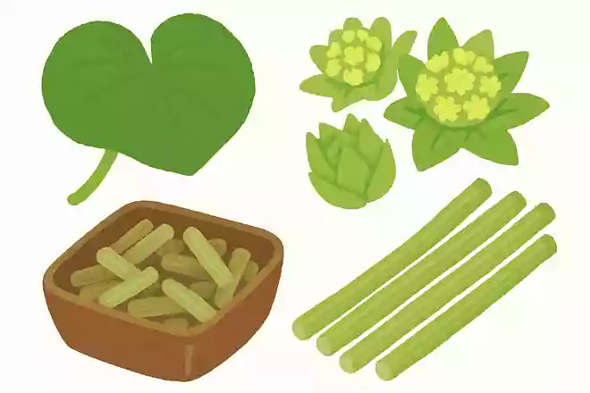 ふき(蕗)