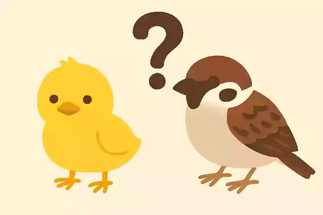ひよことスズメはどちらが大きい?