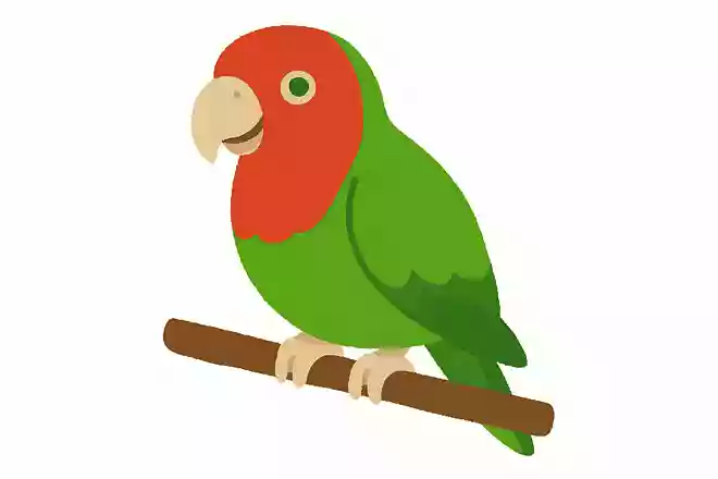 「鸚鵡」はなんの動物でしょう?