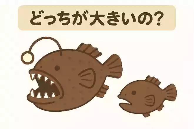 深海魚のアンコウは、メスとオスならどちらが大きいでしょうか?