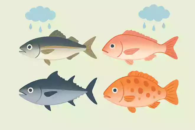 梅雨の時期に旬を迎える魚はどれでしょうか