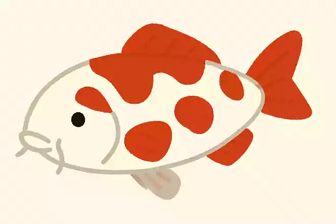 コイ(鯉)