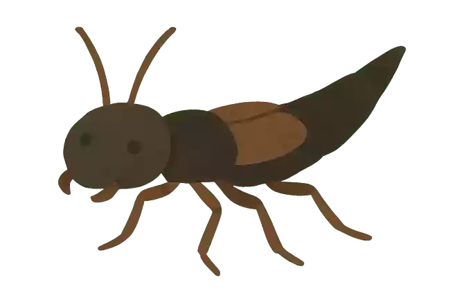 ズマルハネカクシ