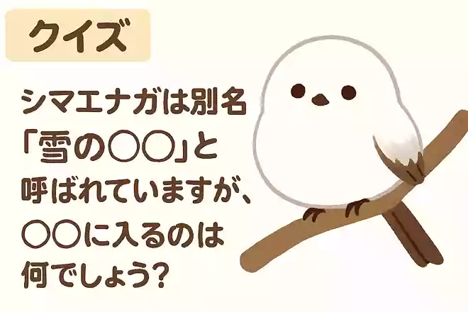 シマエナガは別名「雪の〇〇」と呼ばれていますが、〇〇に入るのは何でしょう?