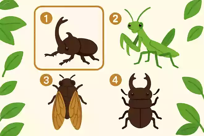 ツノが立派な夏の昆虫は次のうちどれでしょうか?