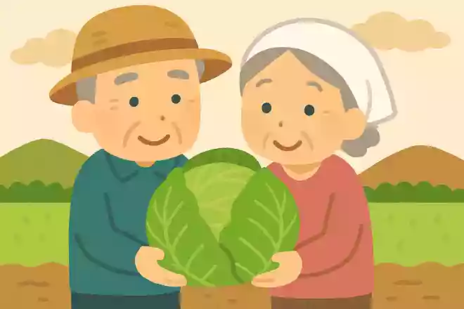 春キャベツは秋にタネをまいたキャベツのこと