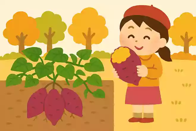 秋に食べるとおいしいさつまいですが、さつまいもの実はどこにできるでしょうか。