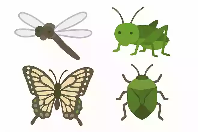 9月によく見かける虫は、どんな虫でしょう。