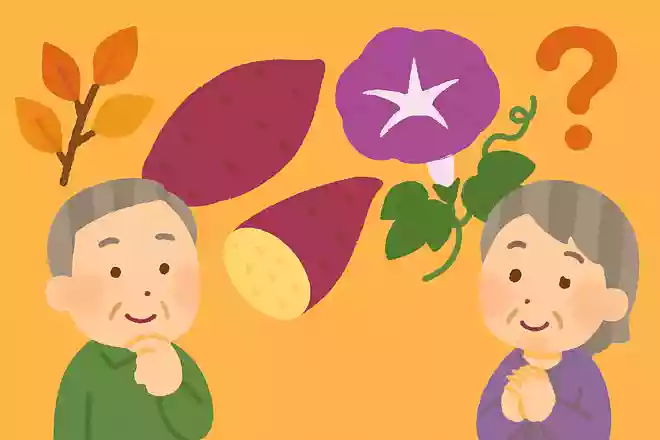 10月に旬を迎えるさつまいもですが、さつまいもはある夏の花の仲間です。花は何でしょうか?