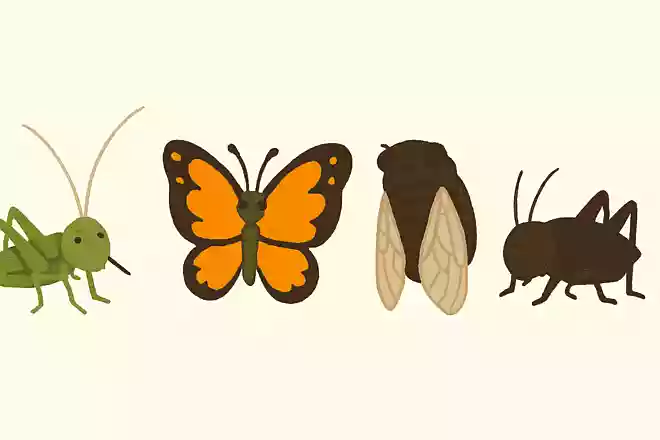 鈴虫、ちょうちょ、セミ、コオロギの中で仲間はずれはどれ?