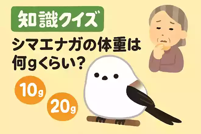 シマエナガの体重は何gくらいでしょう?