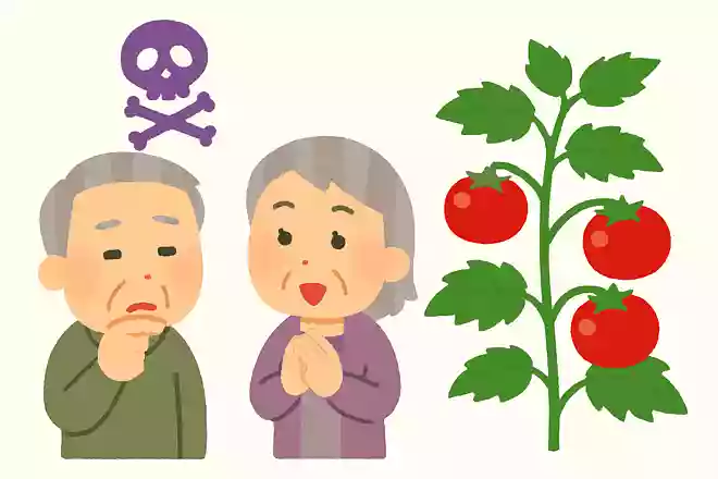 「毒がある」としてかつては観賞用だった野菜はなにでしょうか？