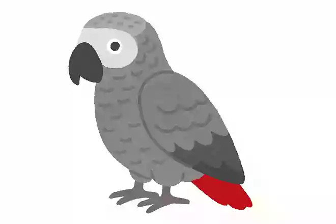 ヨウム(洋鵡)
