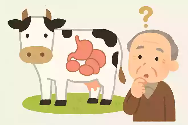 牛の胃はいくつあるでしょうか?