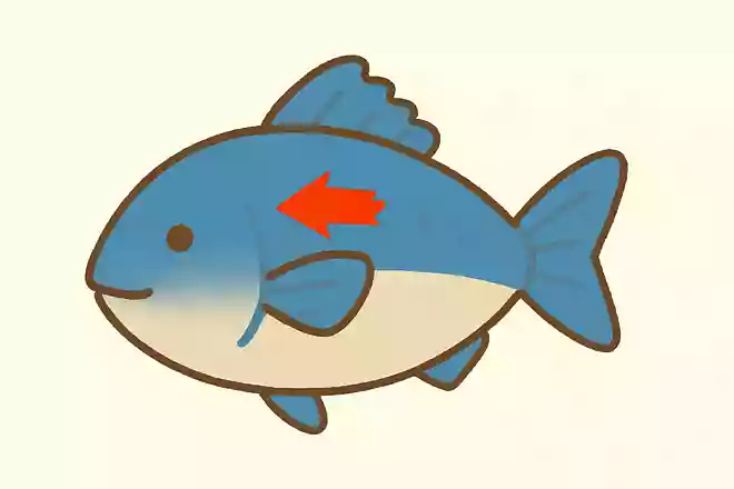 さかなのせなかについているヒレのなまえはつぎのうちどれでしょうか?