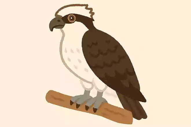 ミサゴ(鶚)