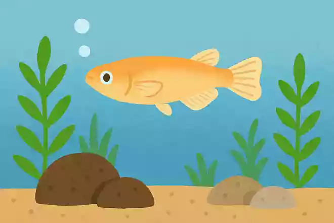 メダカはどこからやってきた?
