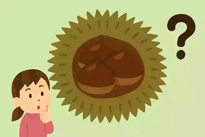 栗のイガの中にはいくつ栗が入っているでしょう?