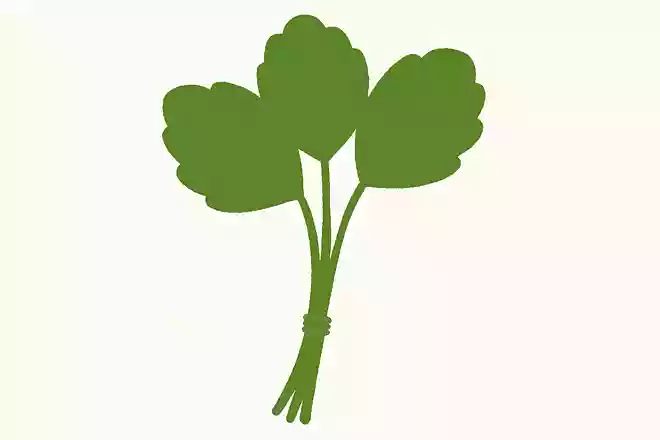 みつば(三つ葉)