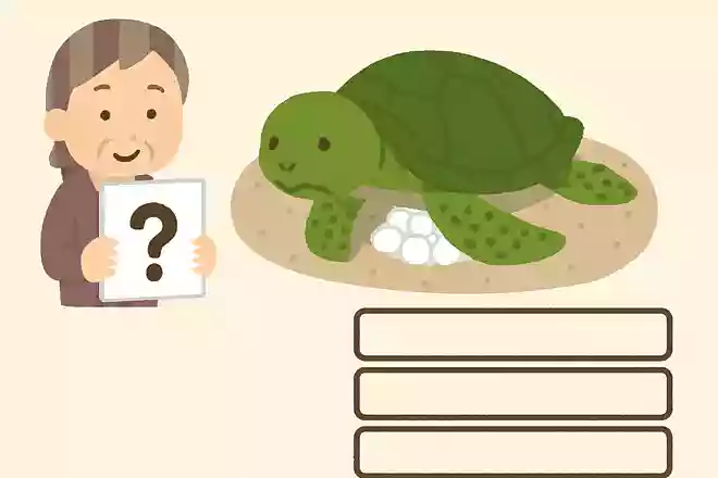 ウミガメが卵を産む時期はいつですか?
