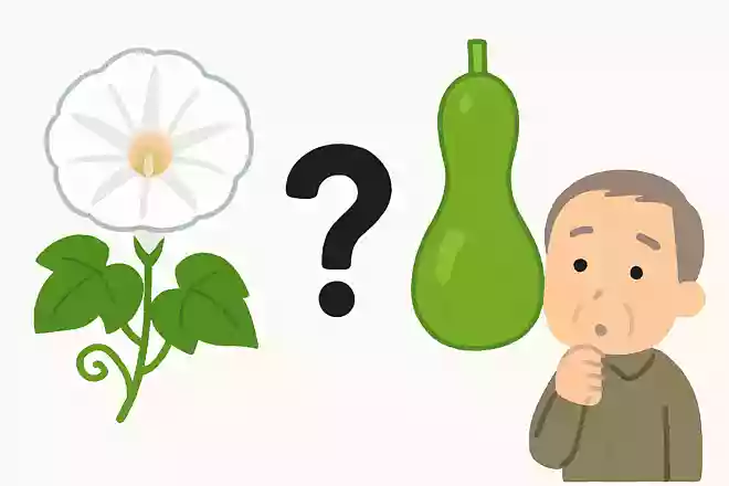 朝顔と似た花を咲かせる夕顔の実は、加工するとある食材になります。何になるでしょうか?